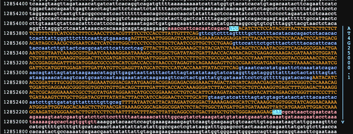 Screenshot of the AMY1 gene, from Wikipedia, adapted
